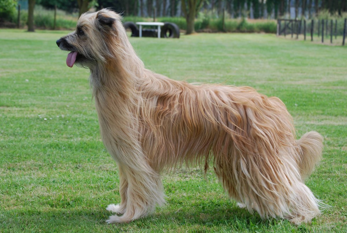 Пиренейская овчарка длинношерстная