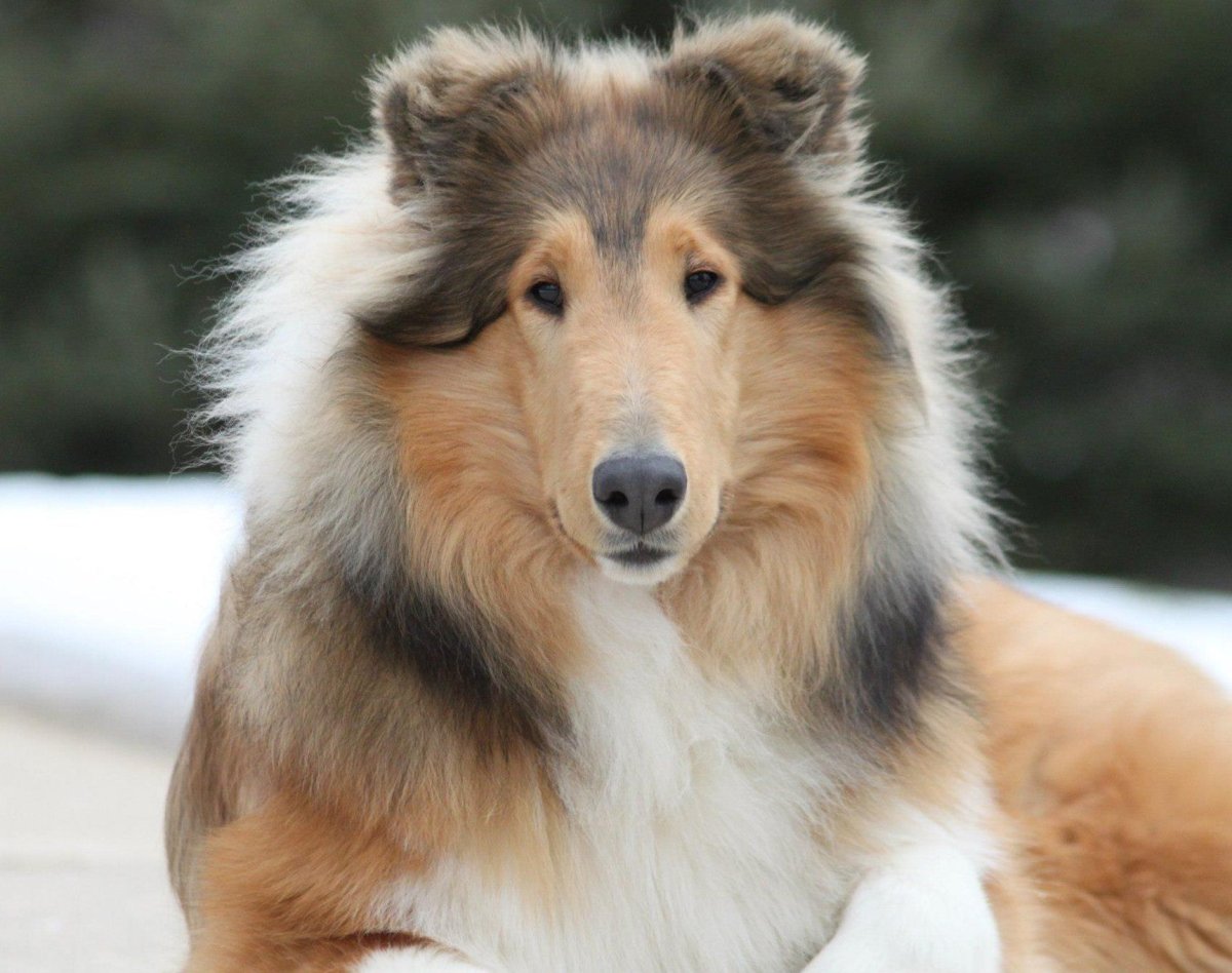 Красивые собаки больших пород пушистых