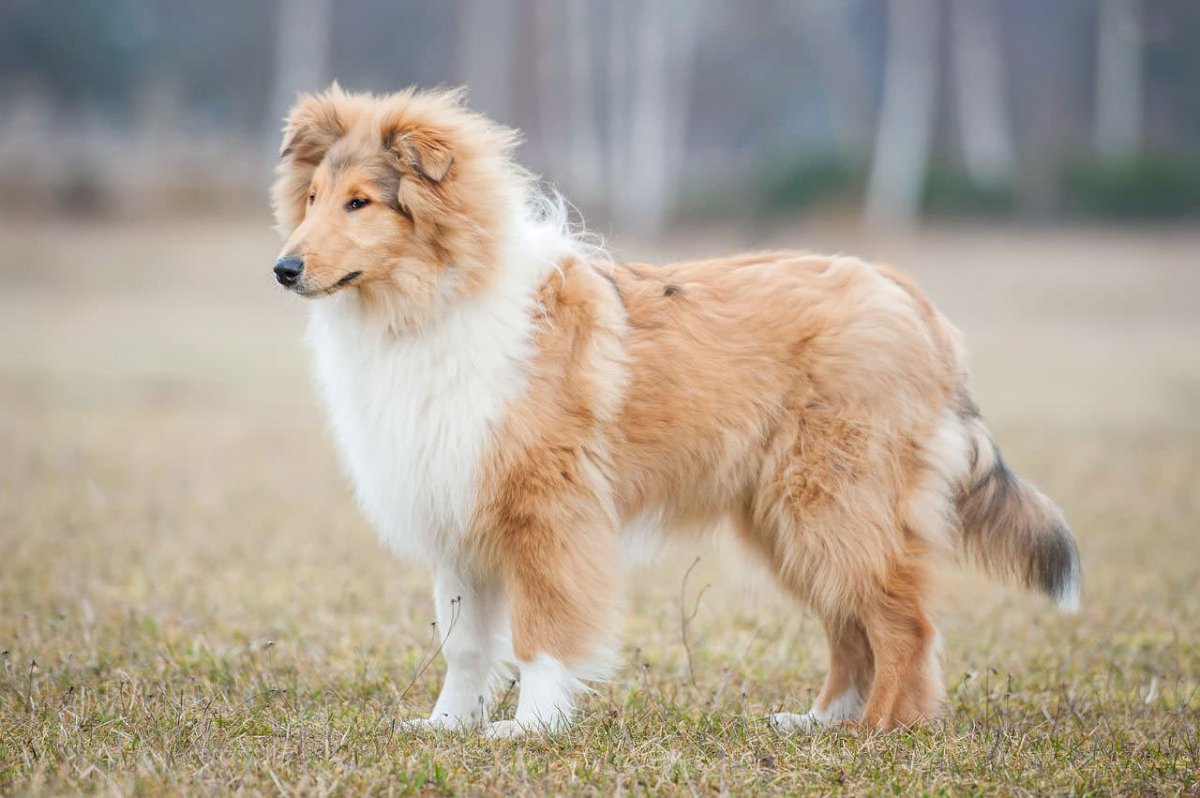 Шотландская колли