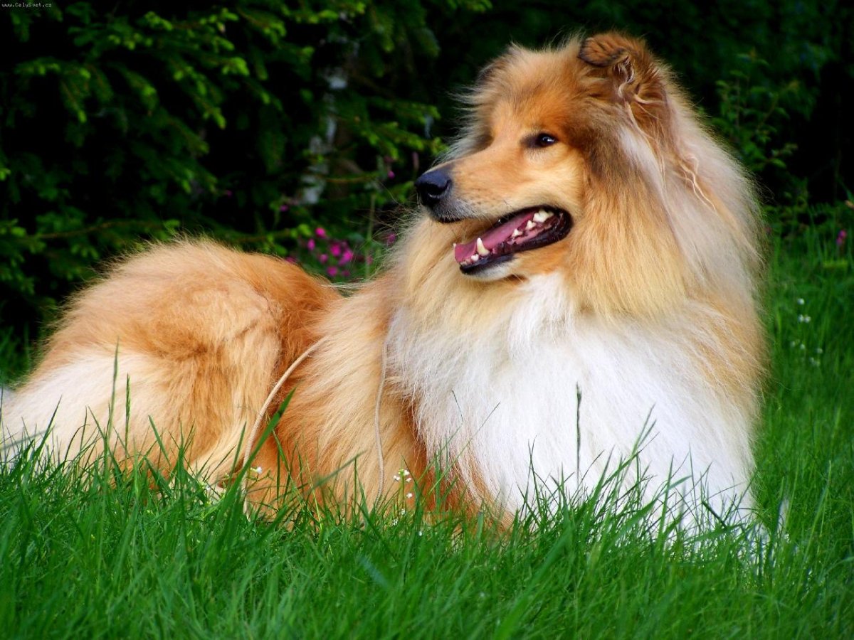 Афганская борзая нерасчесанная