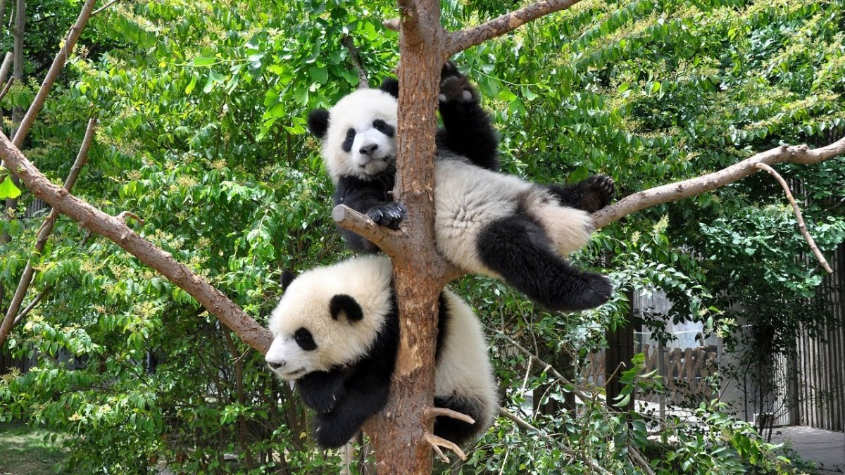 Семья панд фото