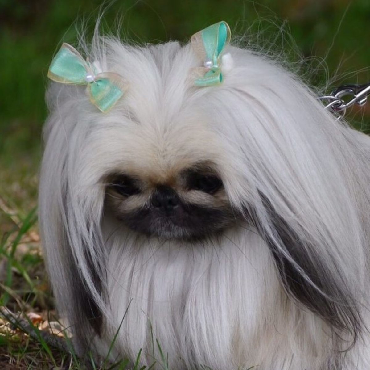 Пекинес с длинной шерстью