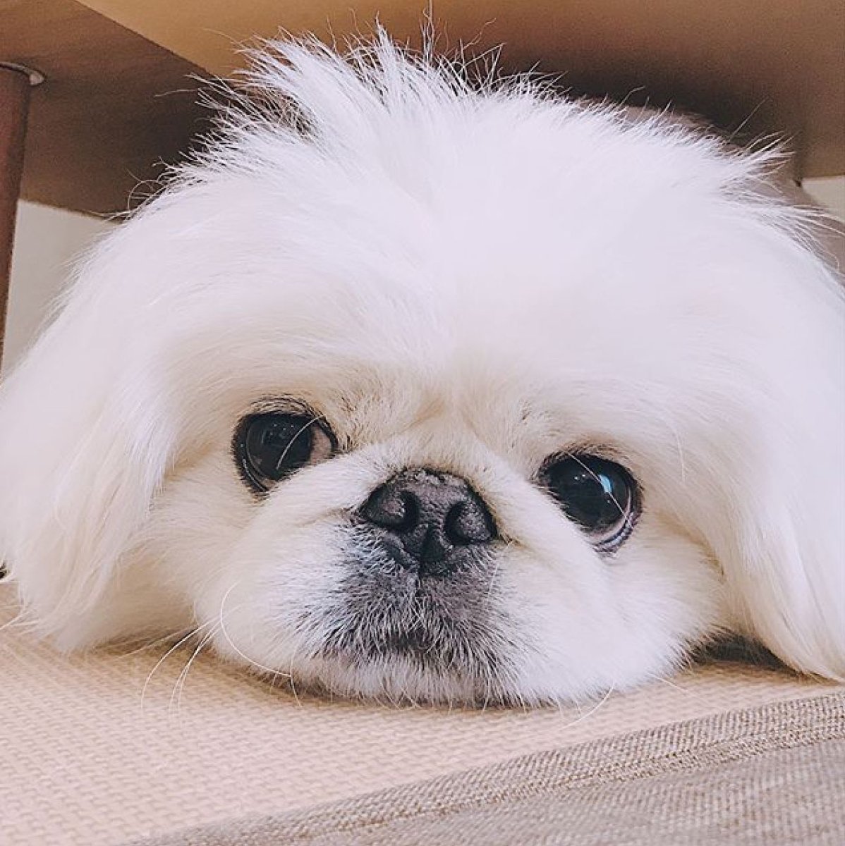 Пекинес милый