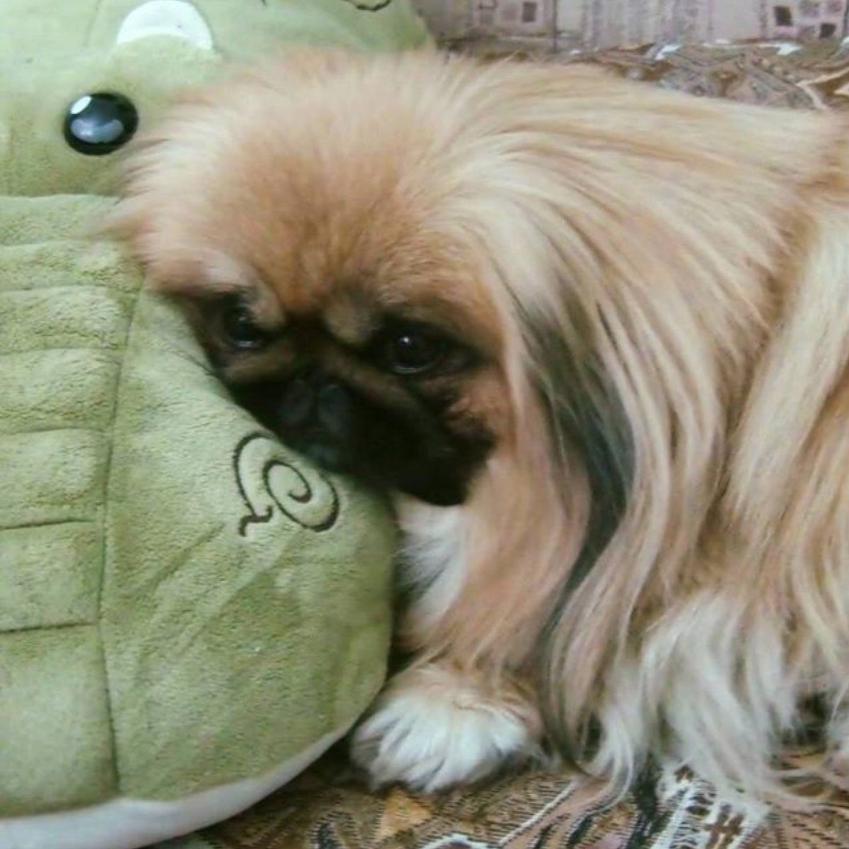 Прикольный Пекинес