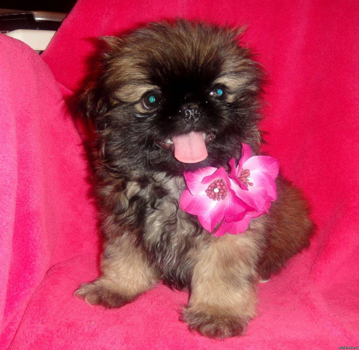 Щенки пекинеса маленькие