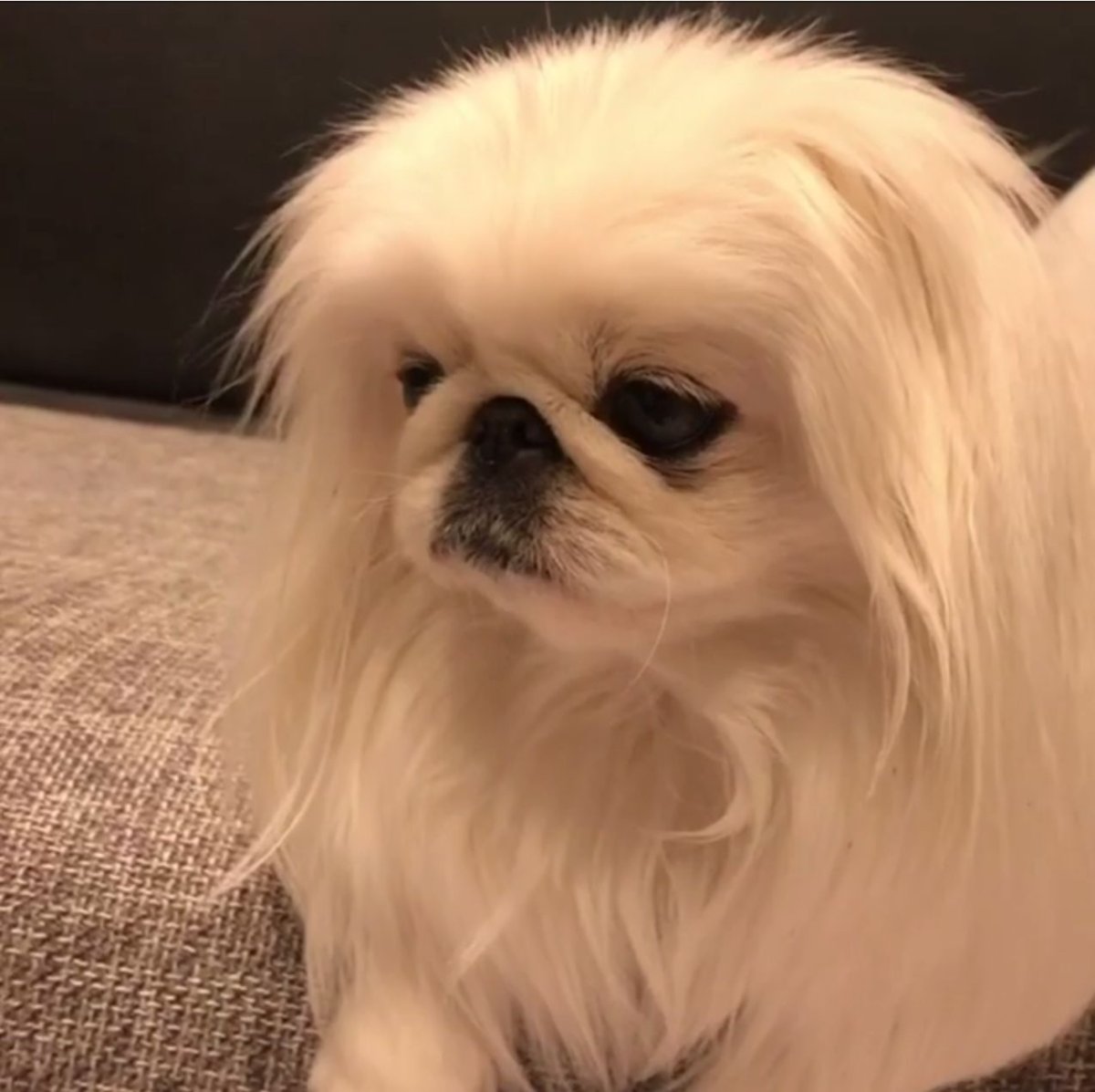 Пекинес белый