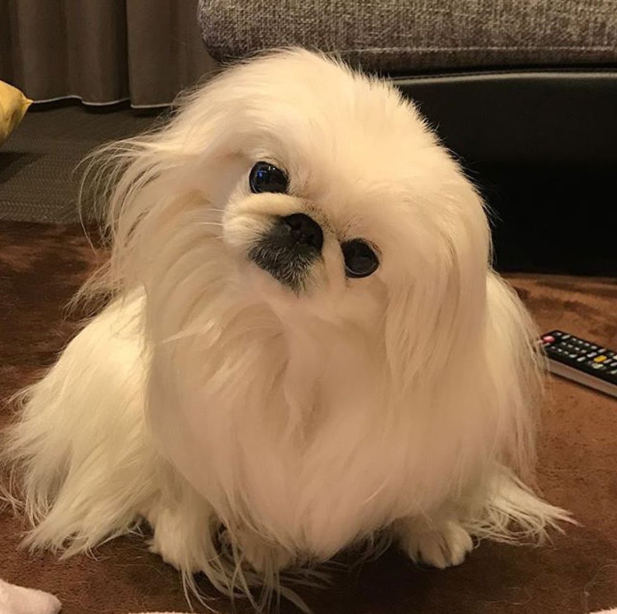 Королевский Пекинес