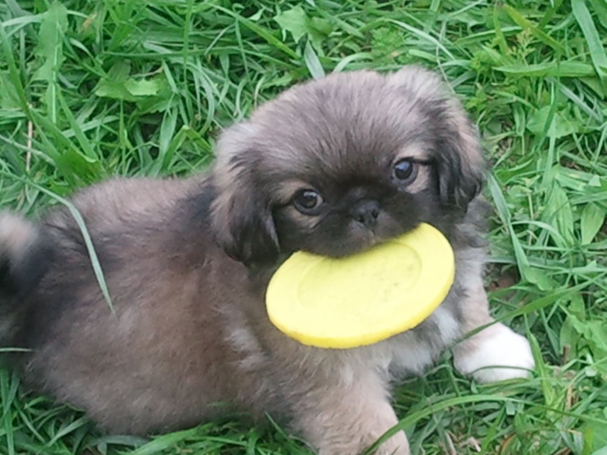 Pekingese Puppies in Cup
