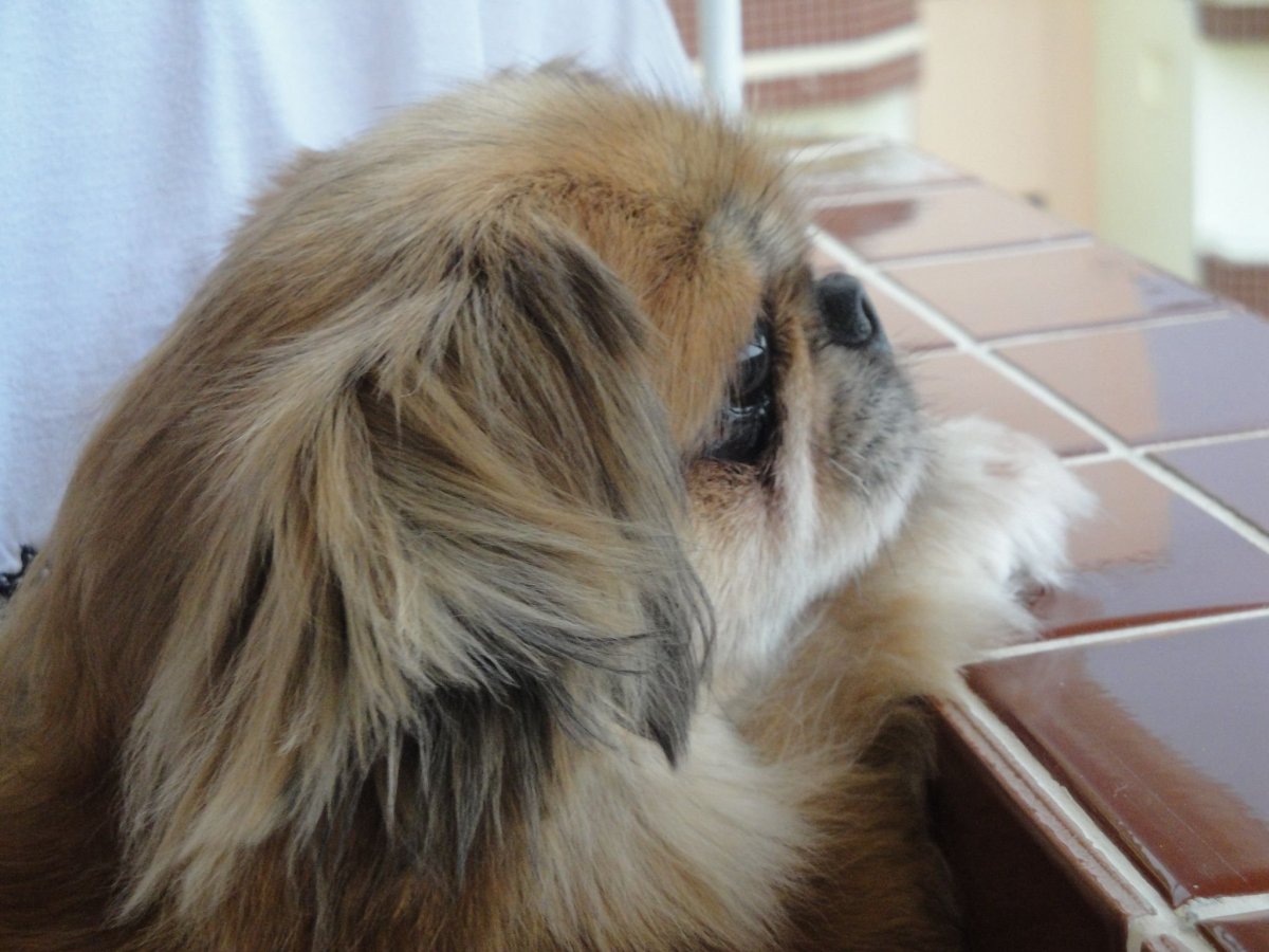 Детеныш пекинеса Лев