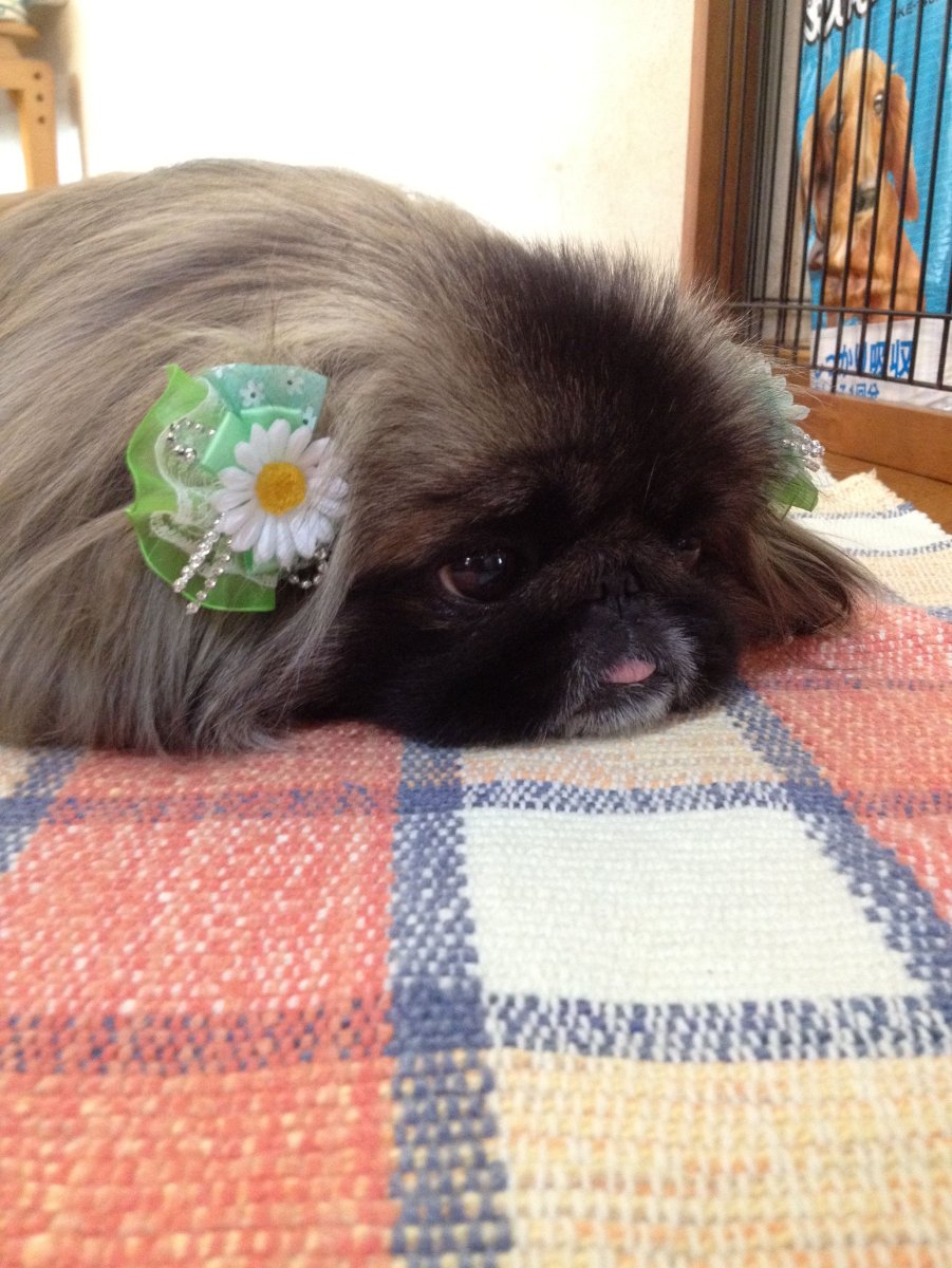 Собака Пекинес щенок