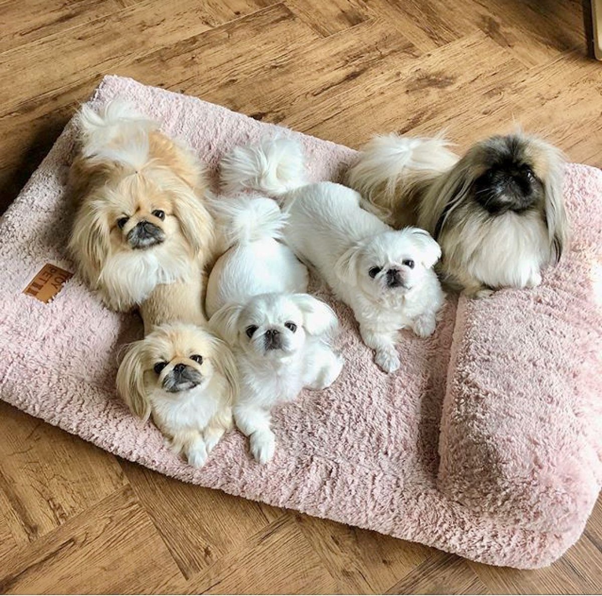 Мини Пекинес маленький белые