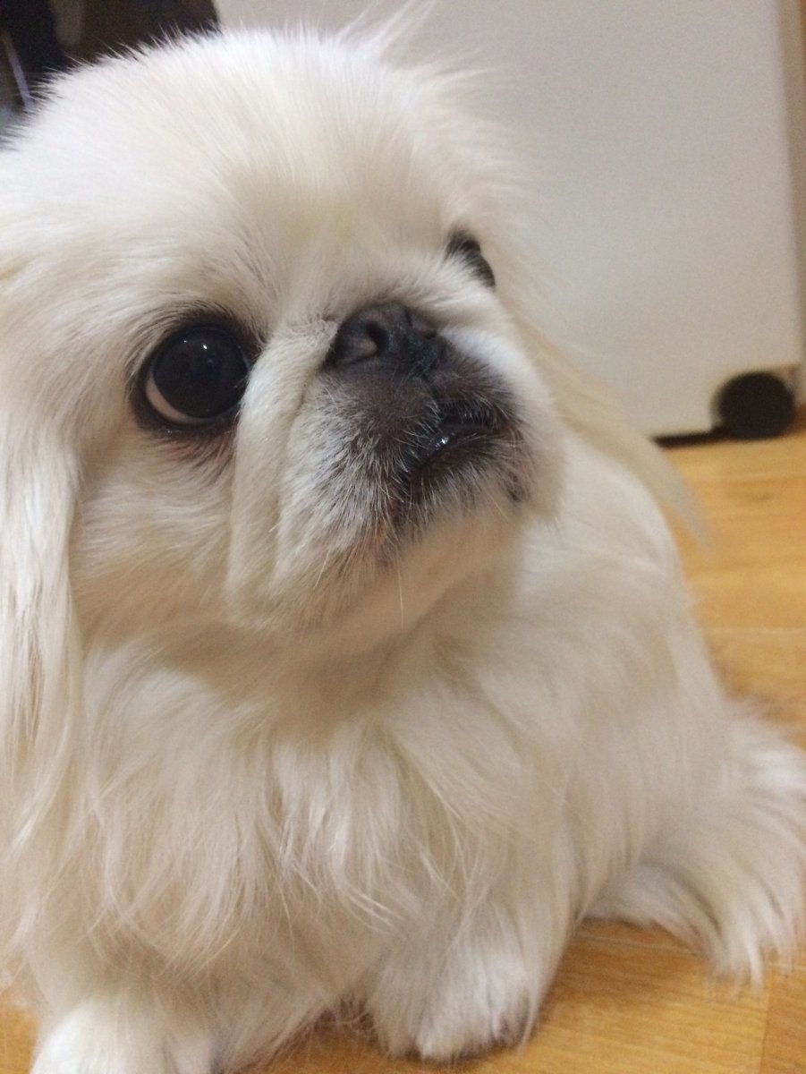 Маленькие собаки МОМО