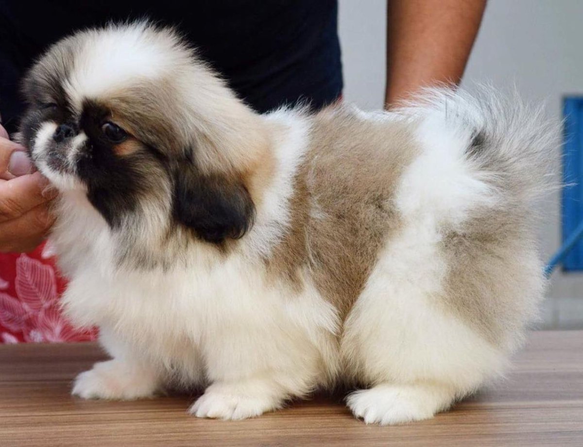 Щенки королевского пекинеса