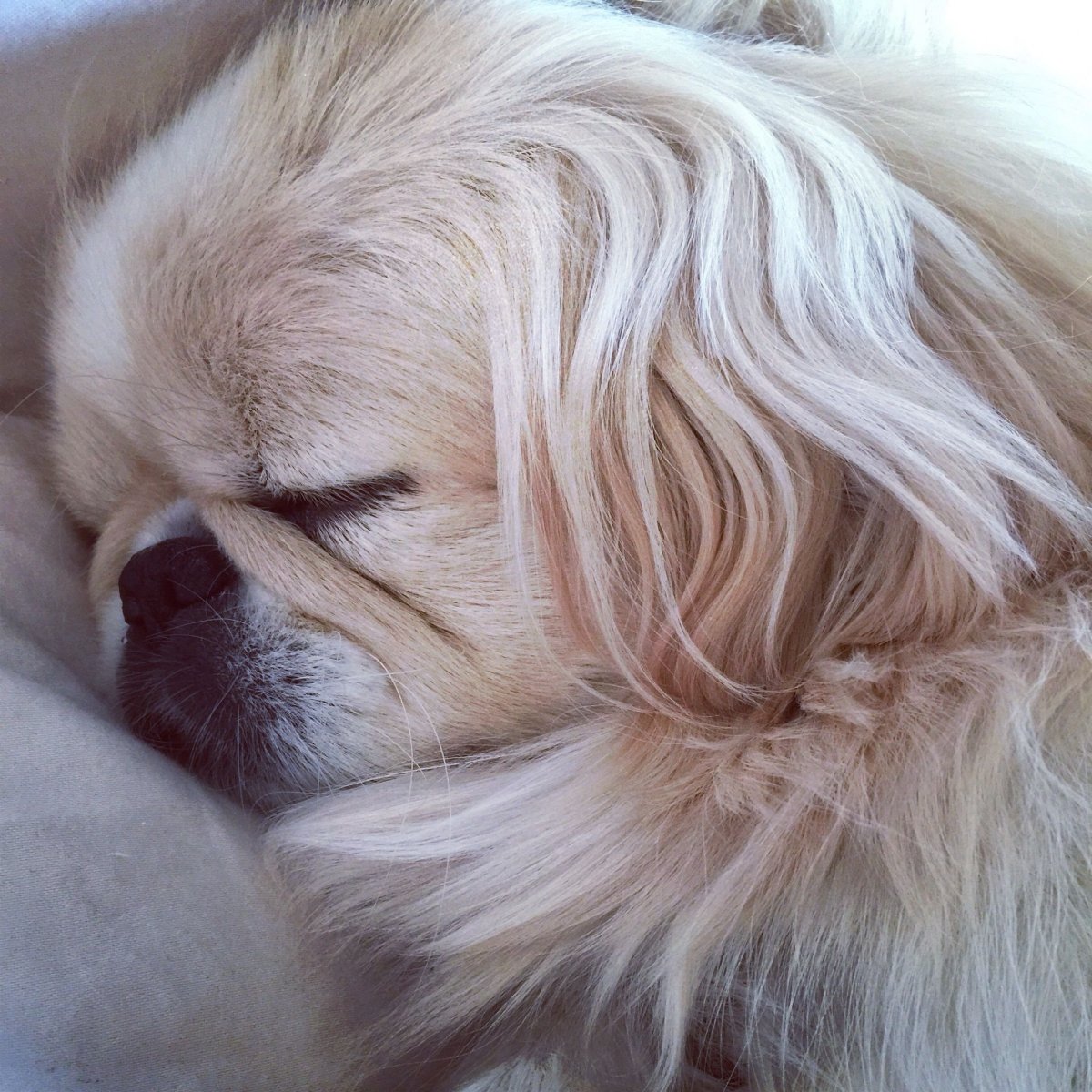 Кремовый Пекинес