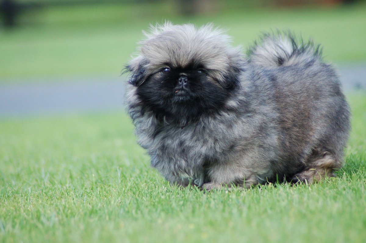 Собаки карликовый Пекинес