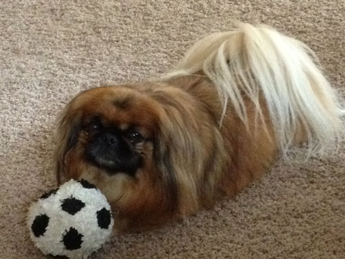 Королевский Пекинес хвост