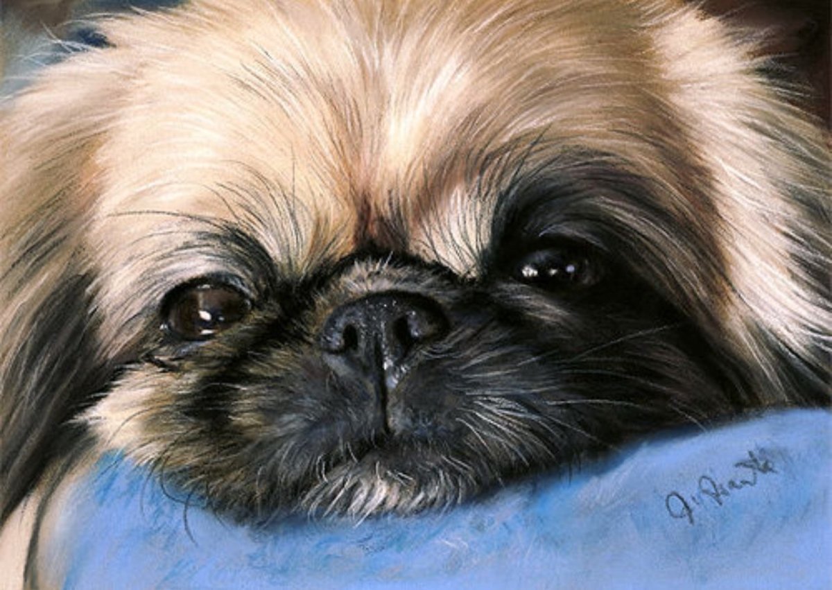 Пекинес Императорский картины