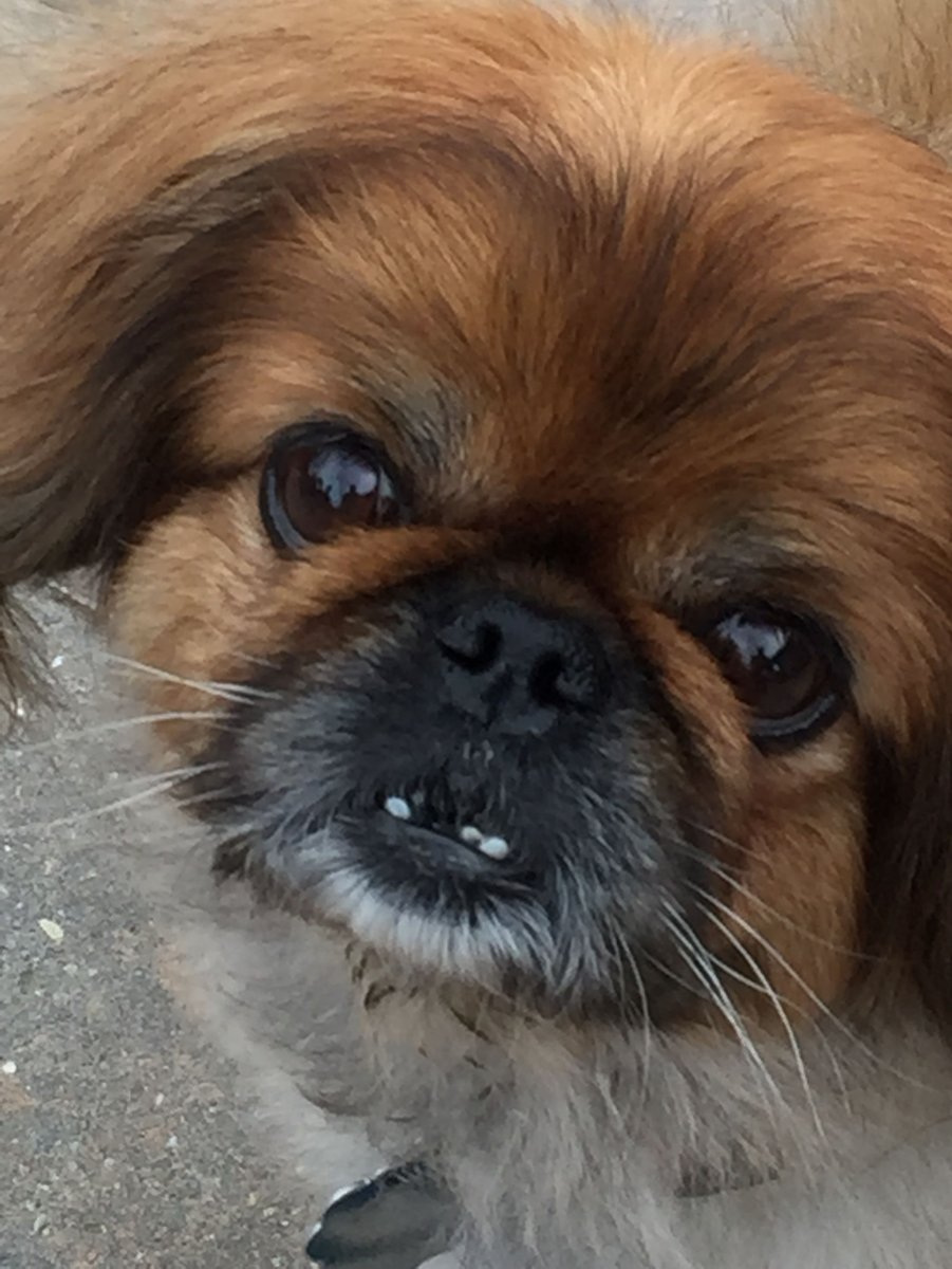 Южный Пекинес