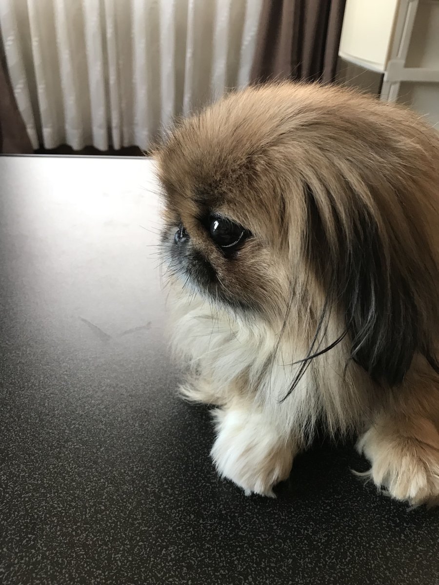 Пекинес шиншилла