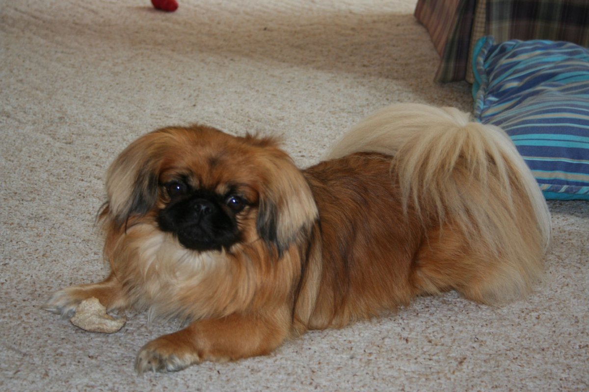 Пекинес обезьянка