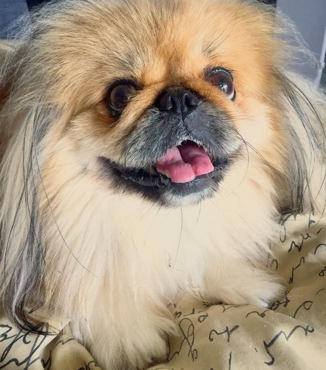 Императорский Пекинес