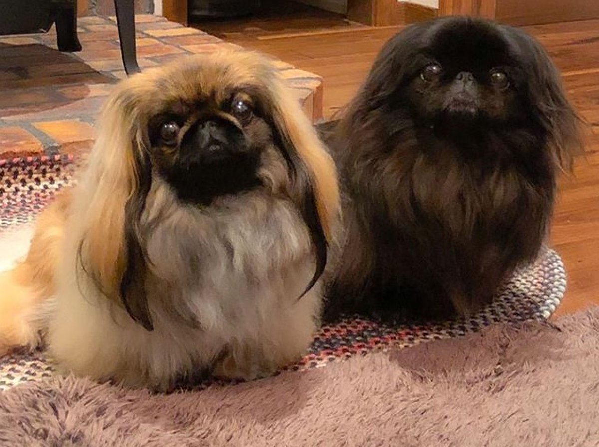 Пекинес Мотя