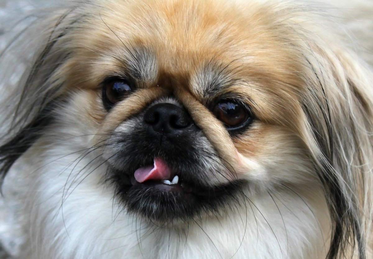 Пекинес выставочный