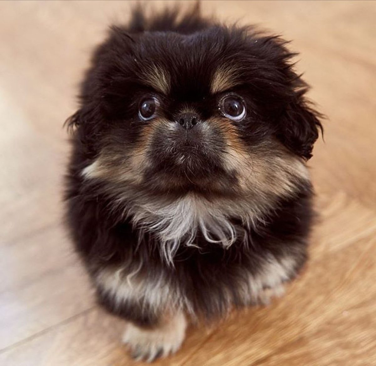 Pekingese Puppy