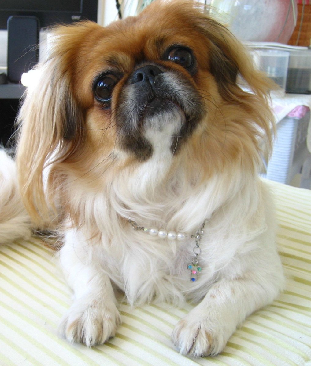 Пекинес кавалер