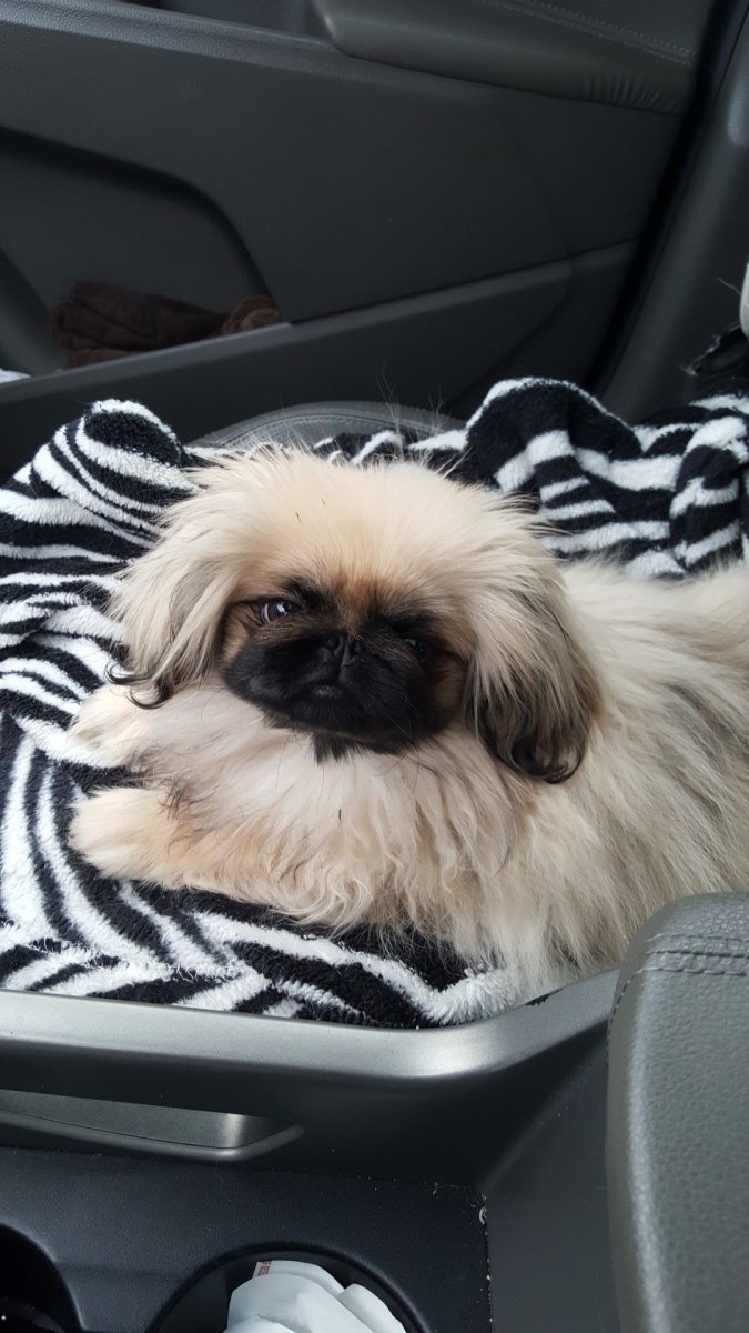 Домик для пекинеса