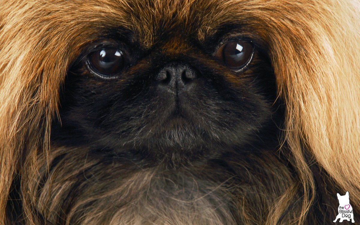 Пекинес с большими глазами