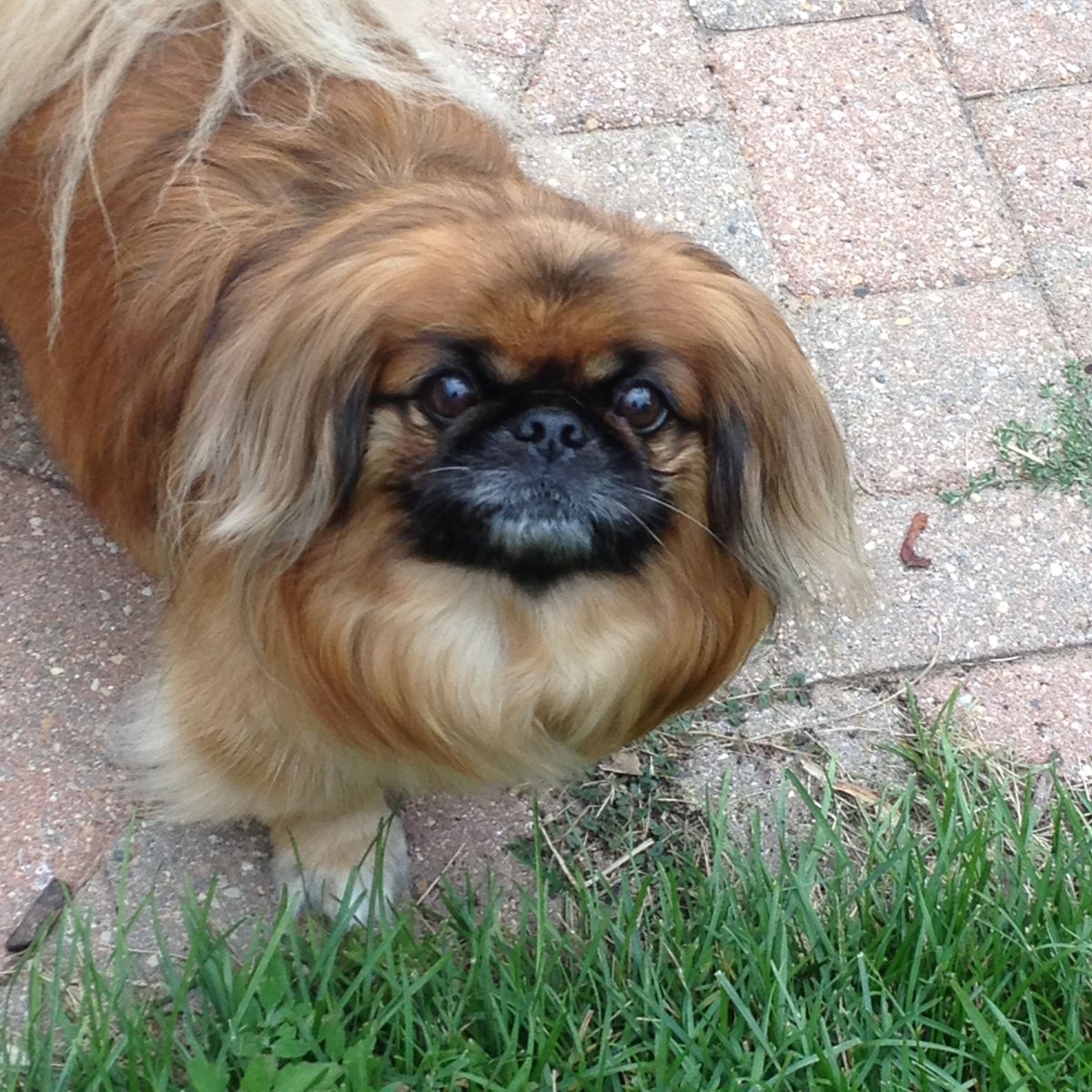 Пекинес китайский Императорский