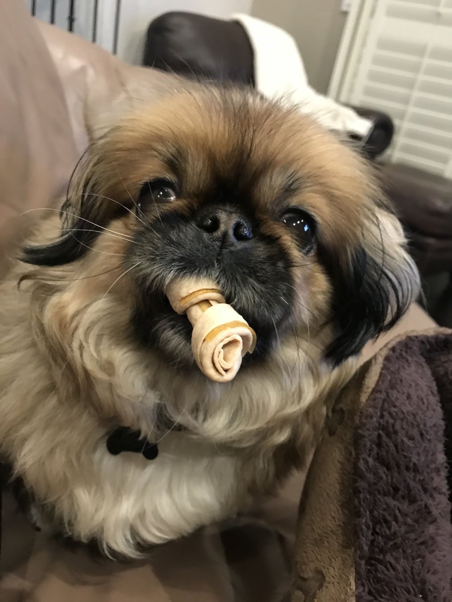 Пекинес порода обезьянка