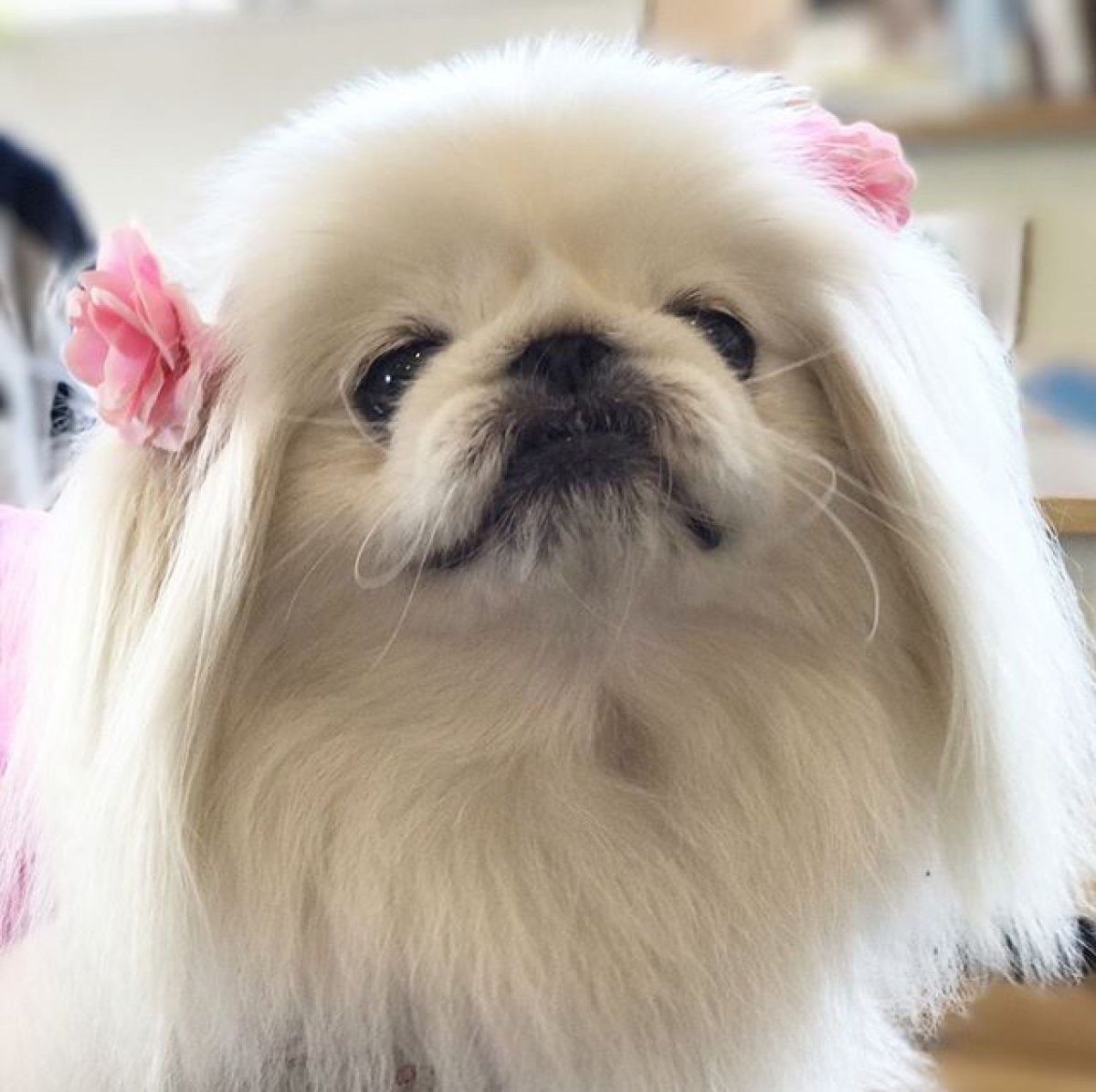 Породы собак Пекинес белая