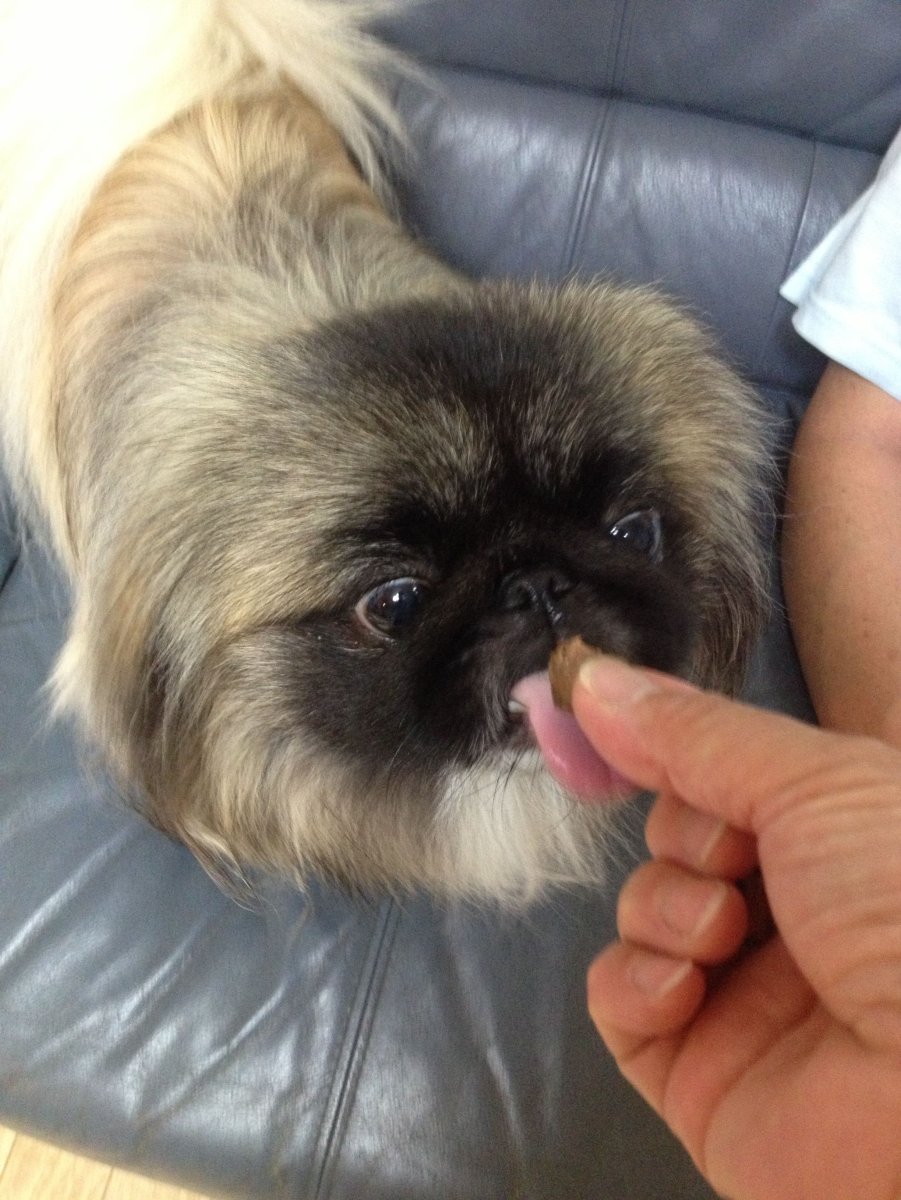 Карликовый Пекинес