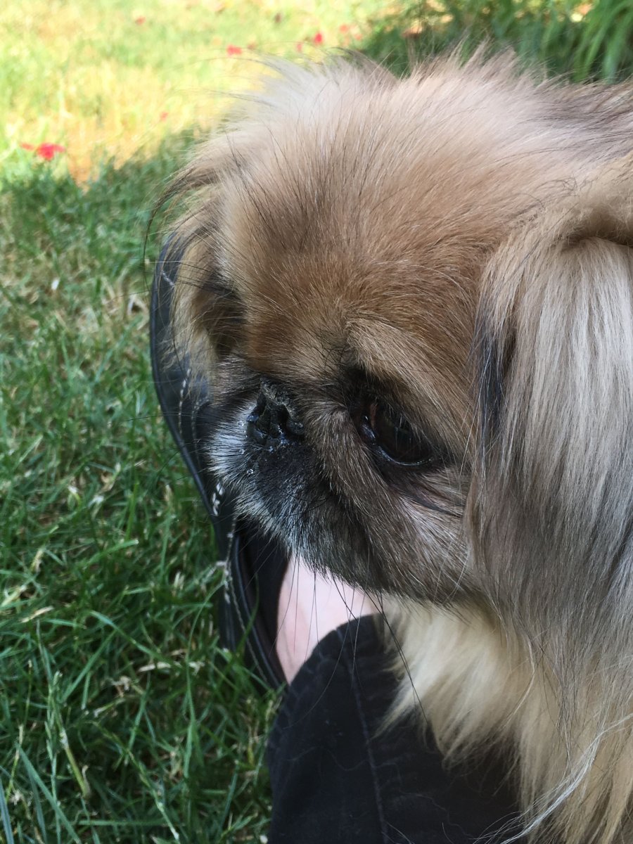 Королевский Пекинес метис