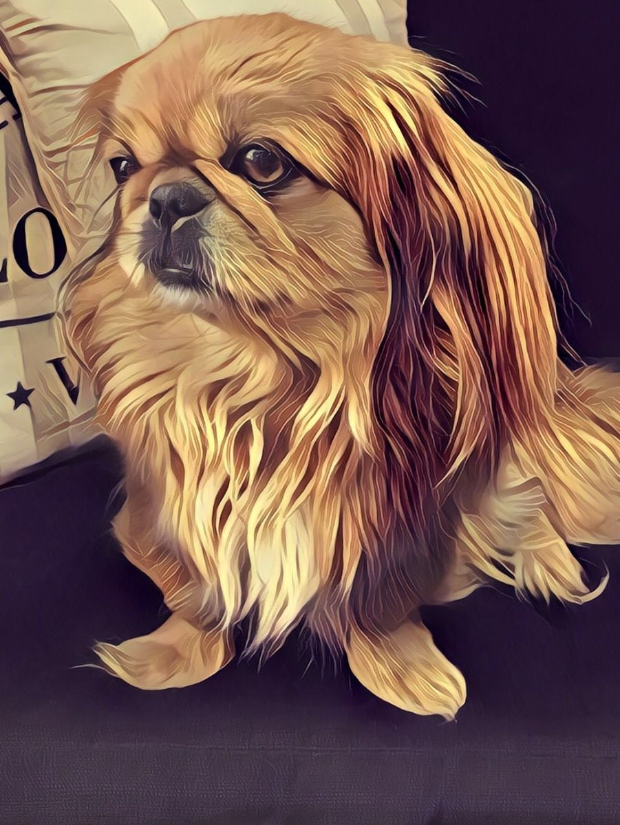 Пекинесс айфоном ава для