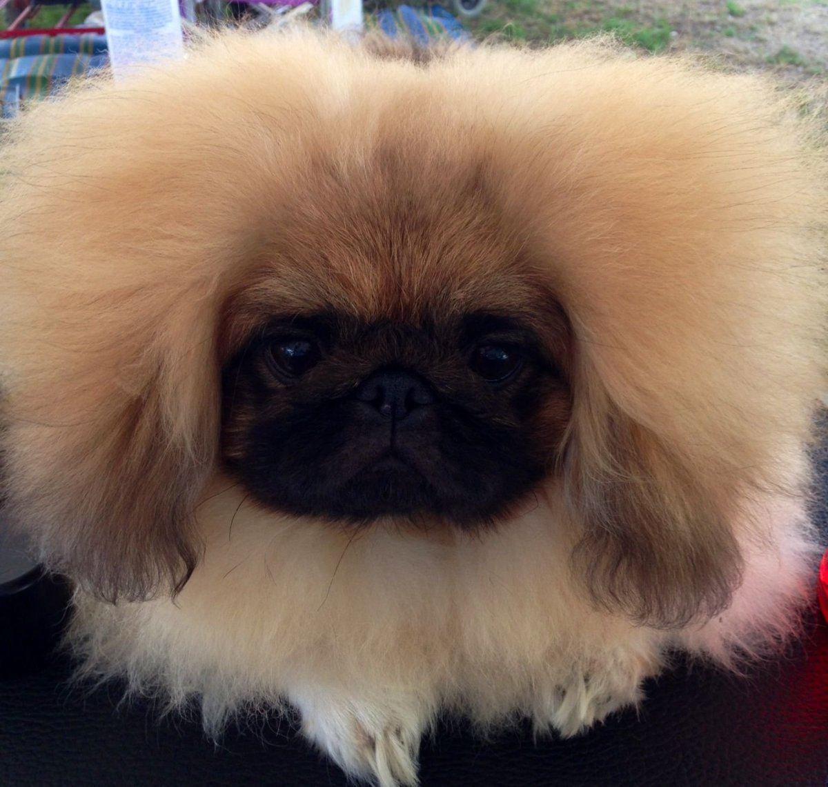 Пекинес альбинос