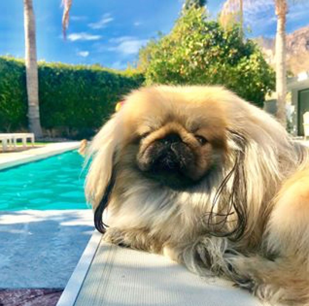 Пекинес обезьянка