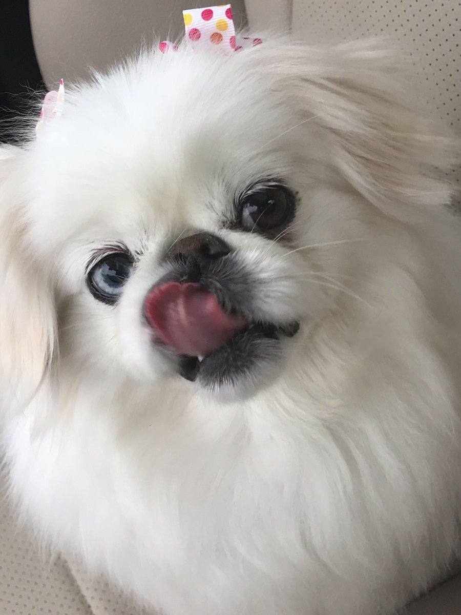 Королевский Пекинес белый