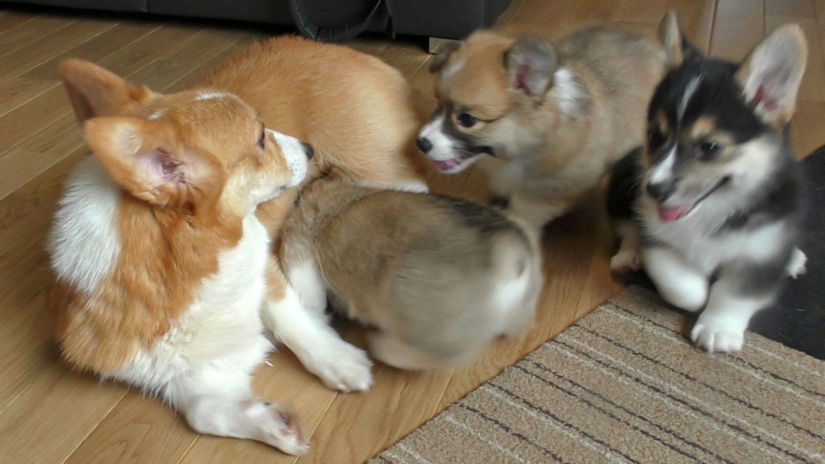 Корги и серый кот