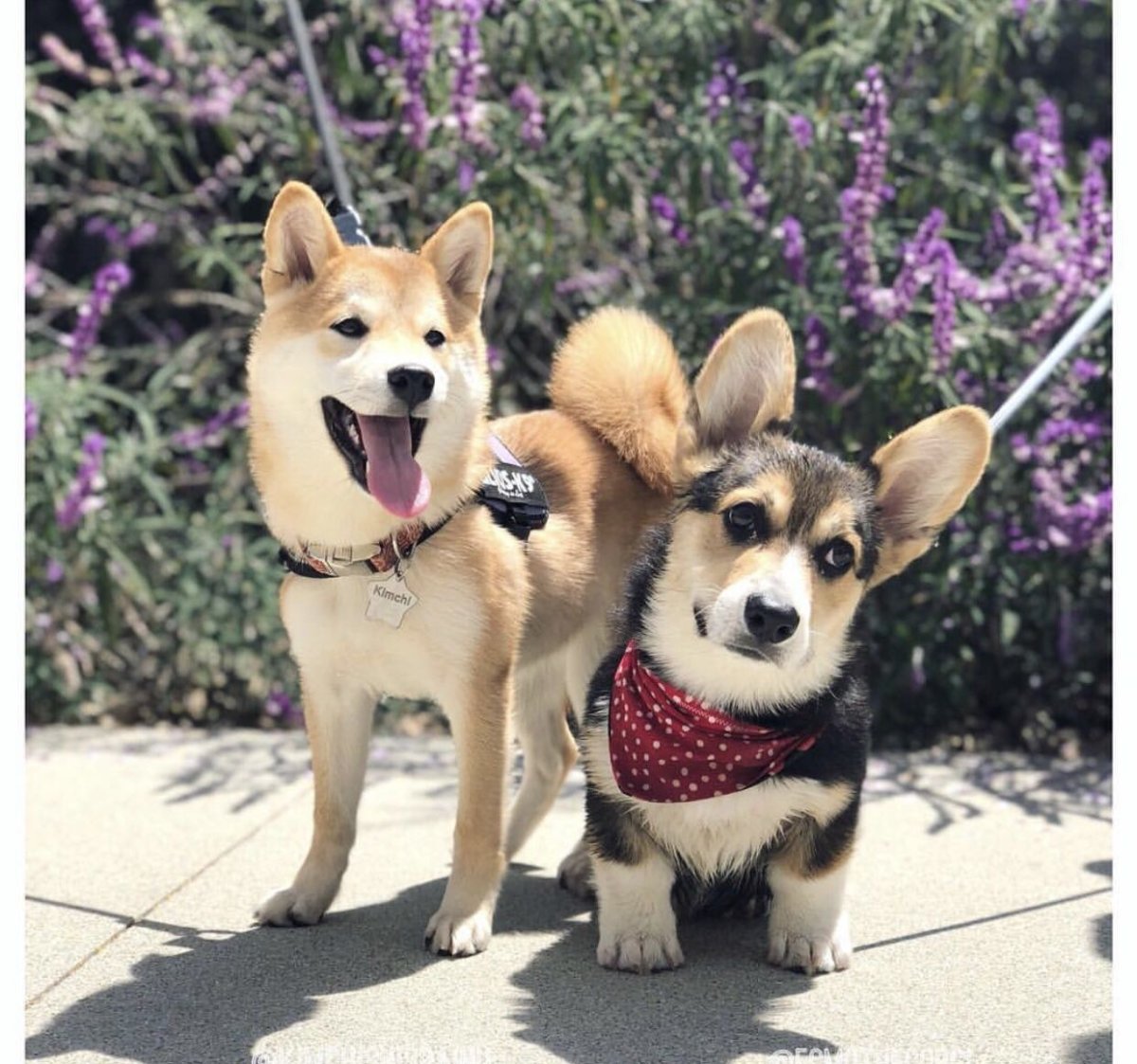 Корги и хаски