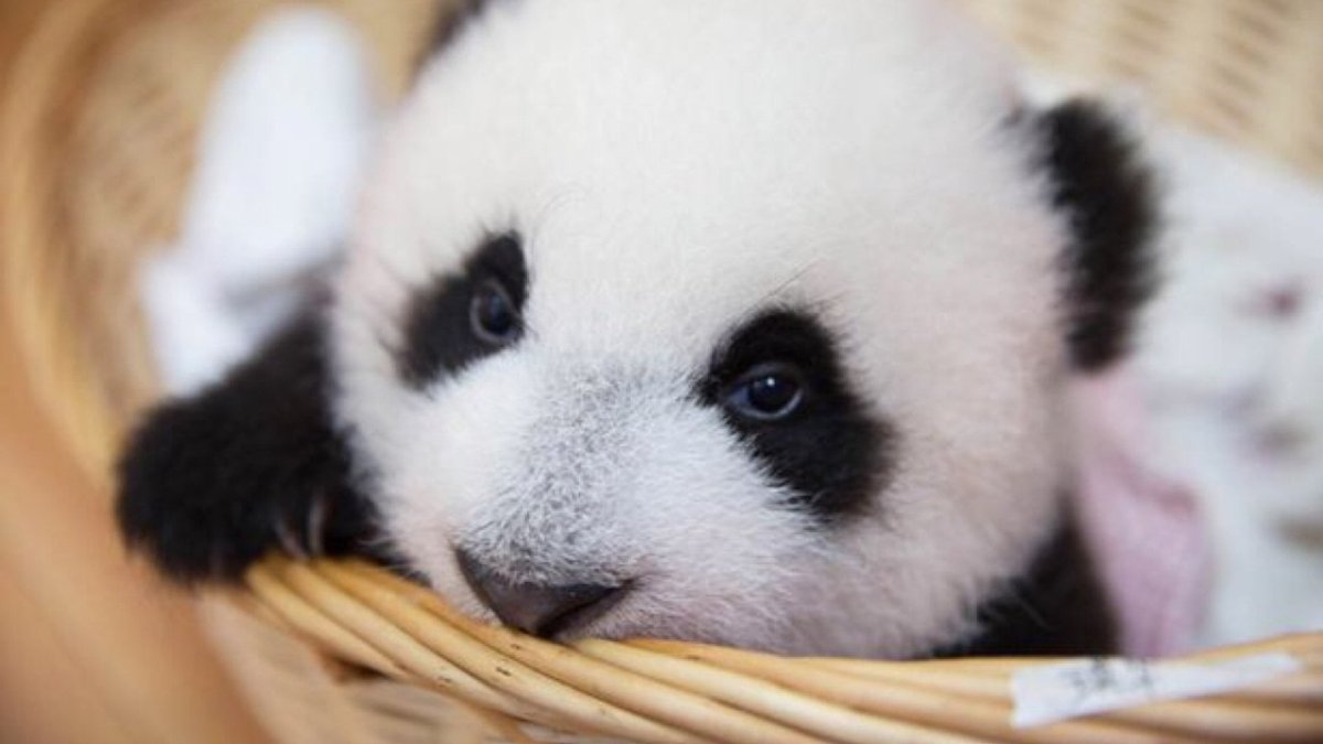 Самые милые панды