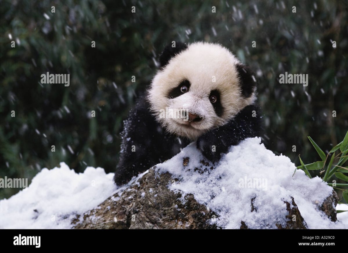 Панда зимой