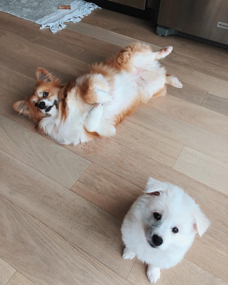 Корги и самоед