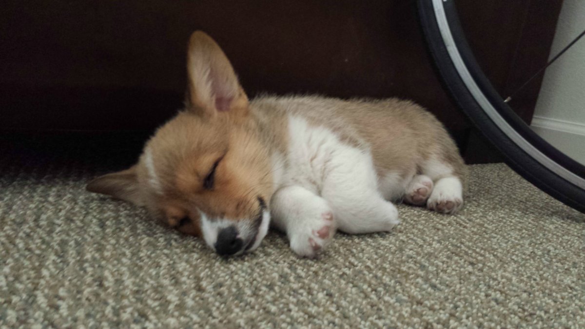 Шпиц такса корги