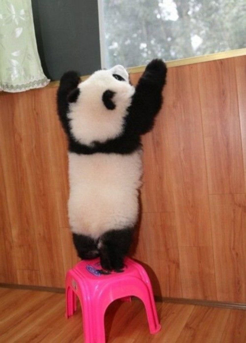 Панда задом