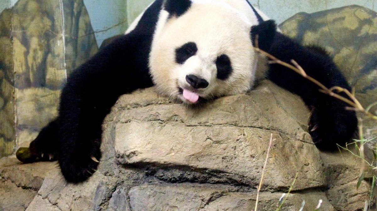 Ленивая Панда