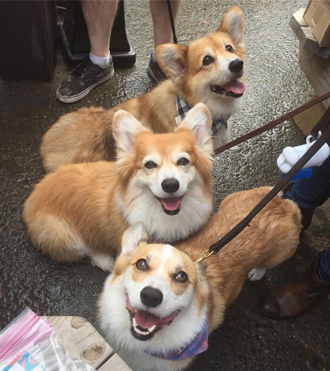 Метис вельш корги и шпица