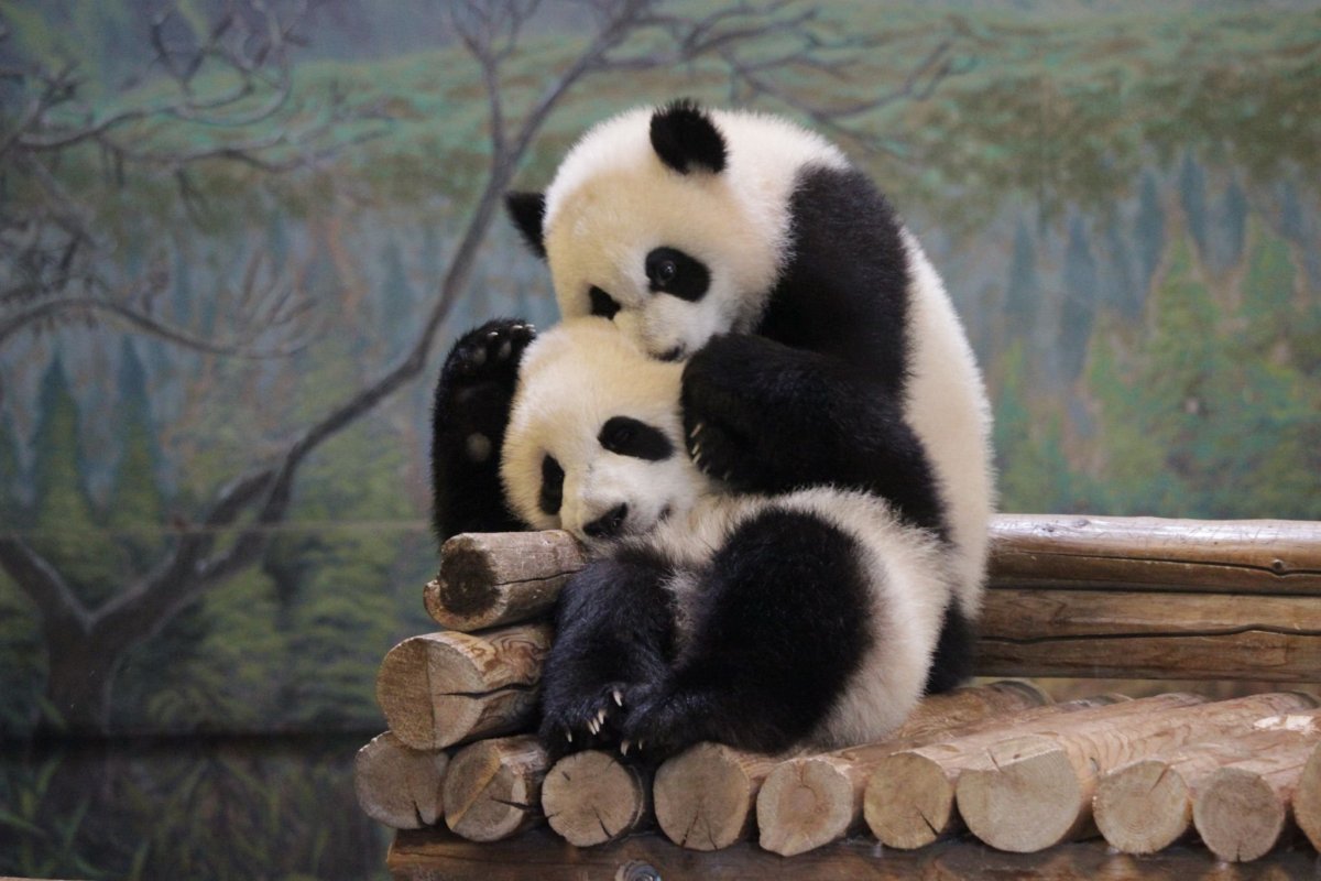 Панды в обнимку